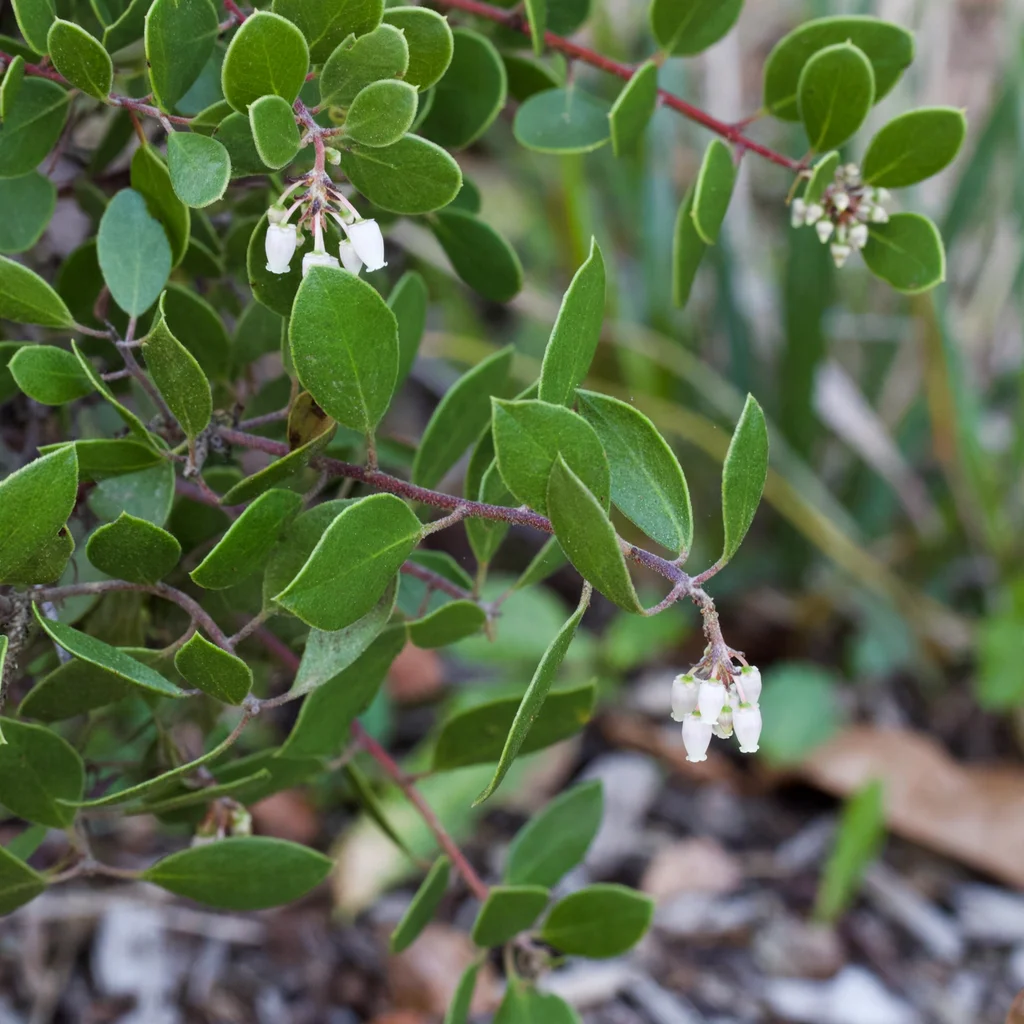 Hooker's Manzanita