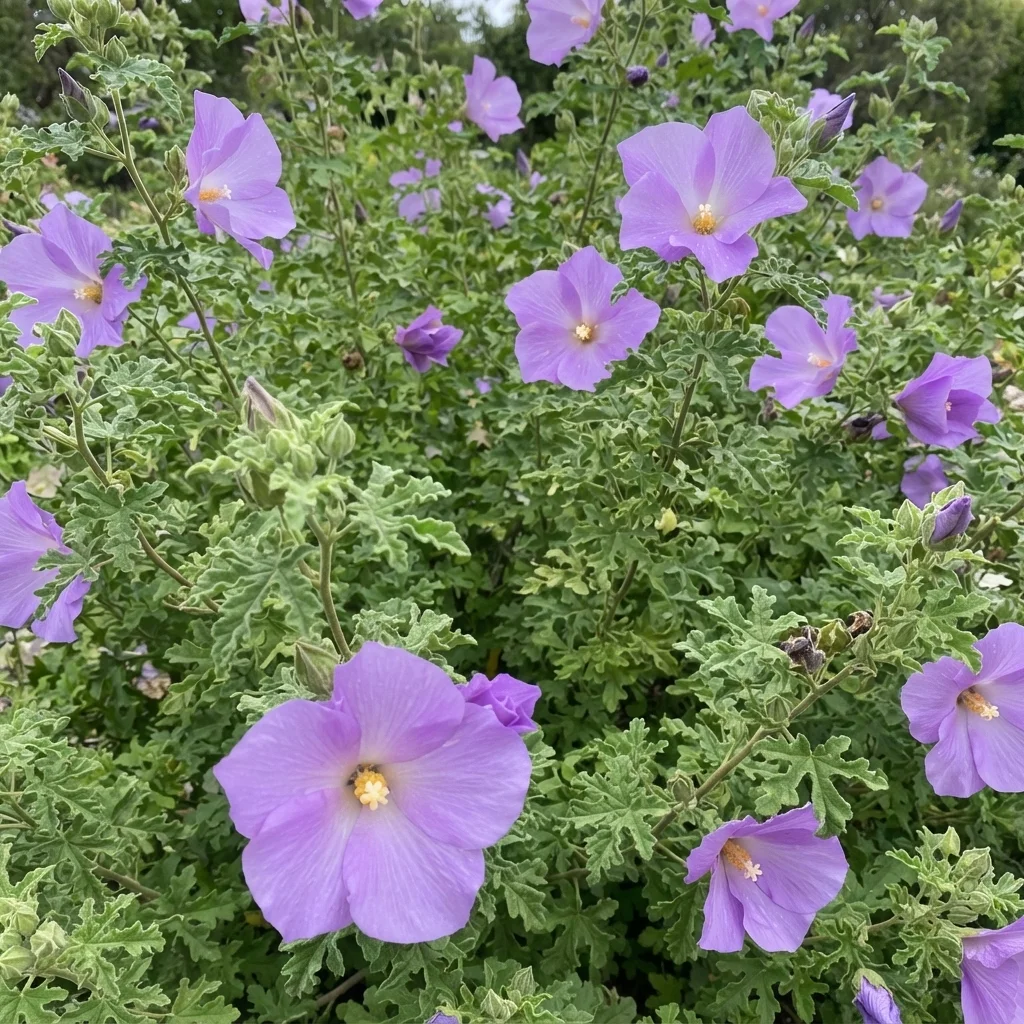 Lilac Hibiscus, Blue Hibiscus, Native Hibiscus, Purple Hibiscus