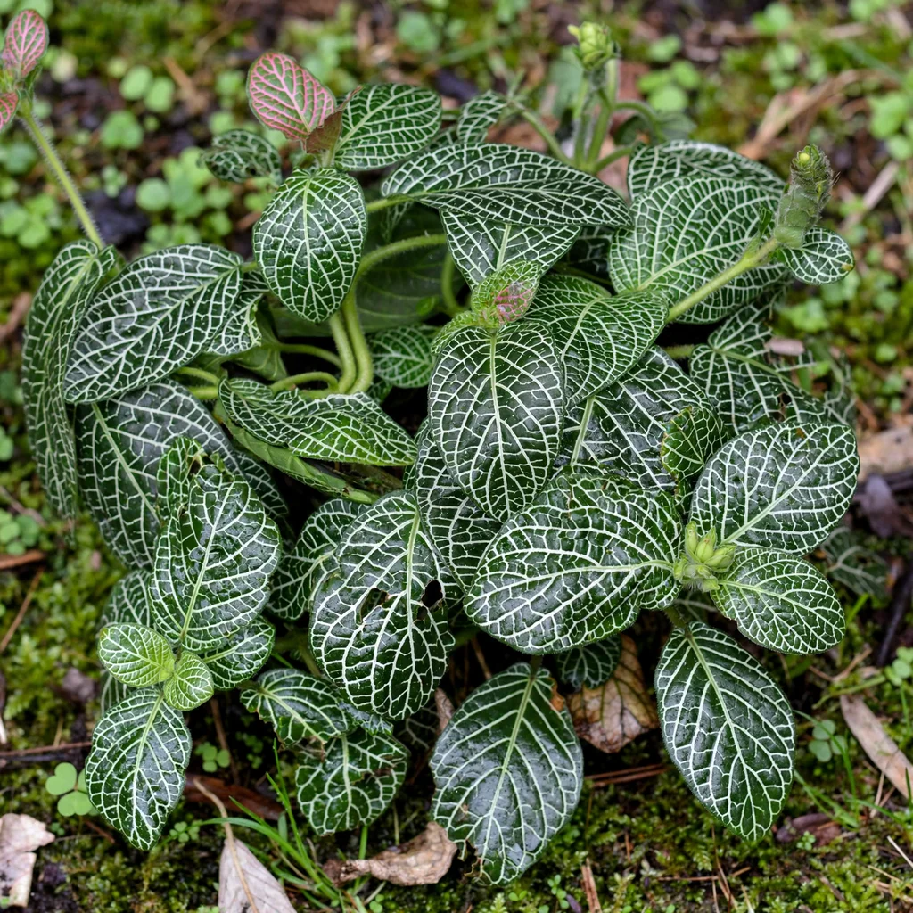 Nerve Plant