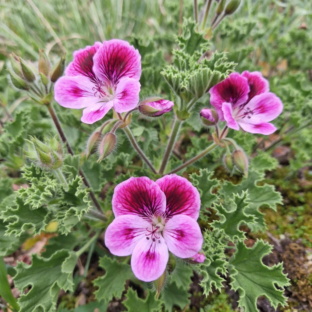 Regal Geranium