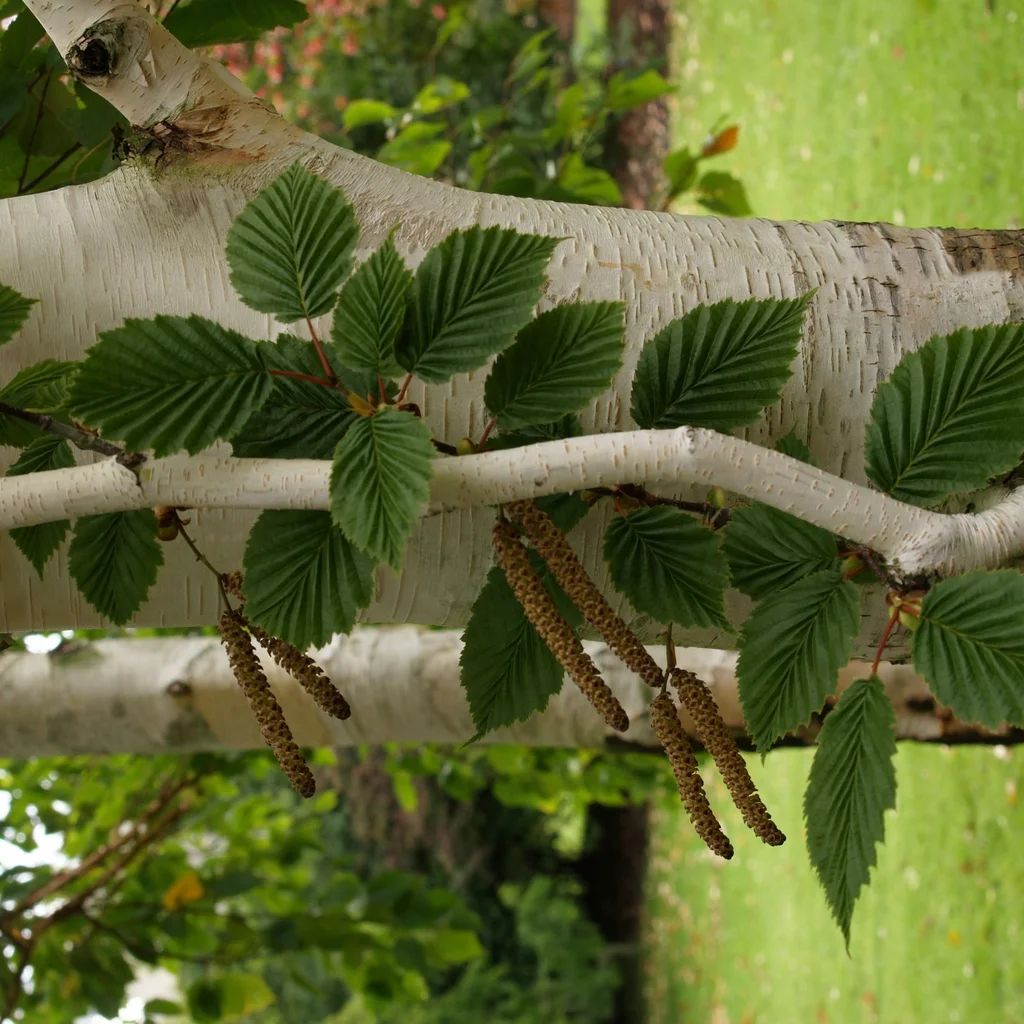 Himalayan Birch