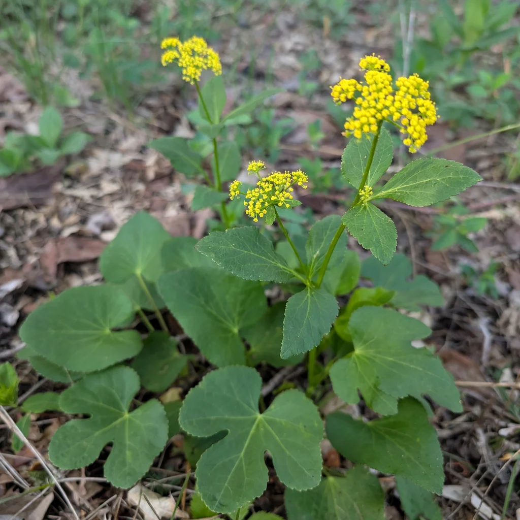 Heartleaf Golden-Alexanders