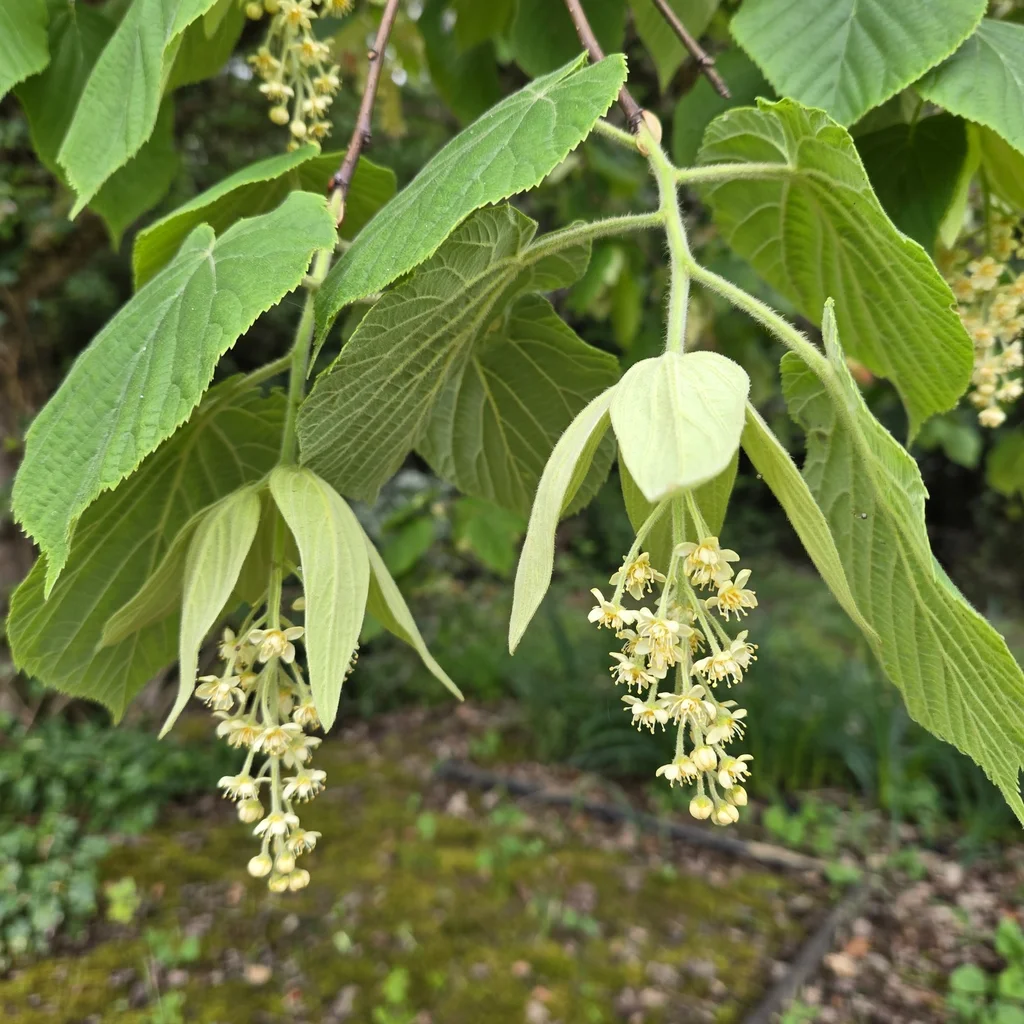 Large-leaved Linden