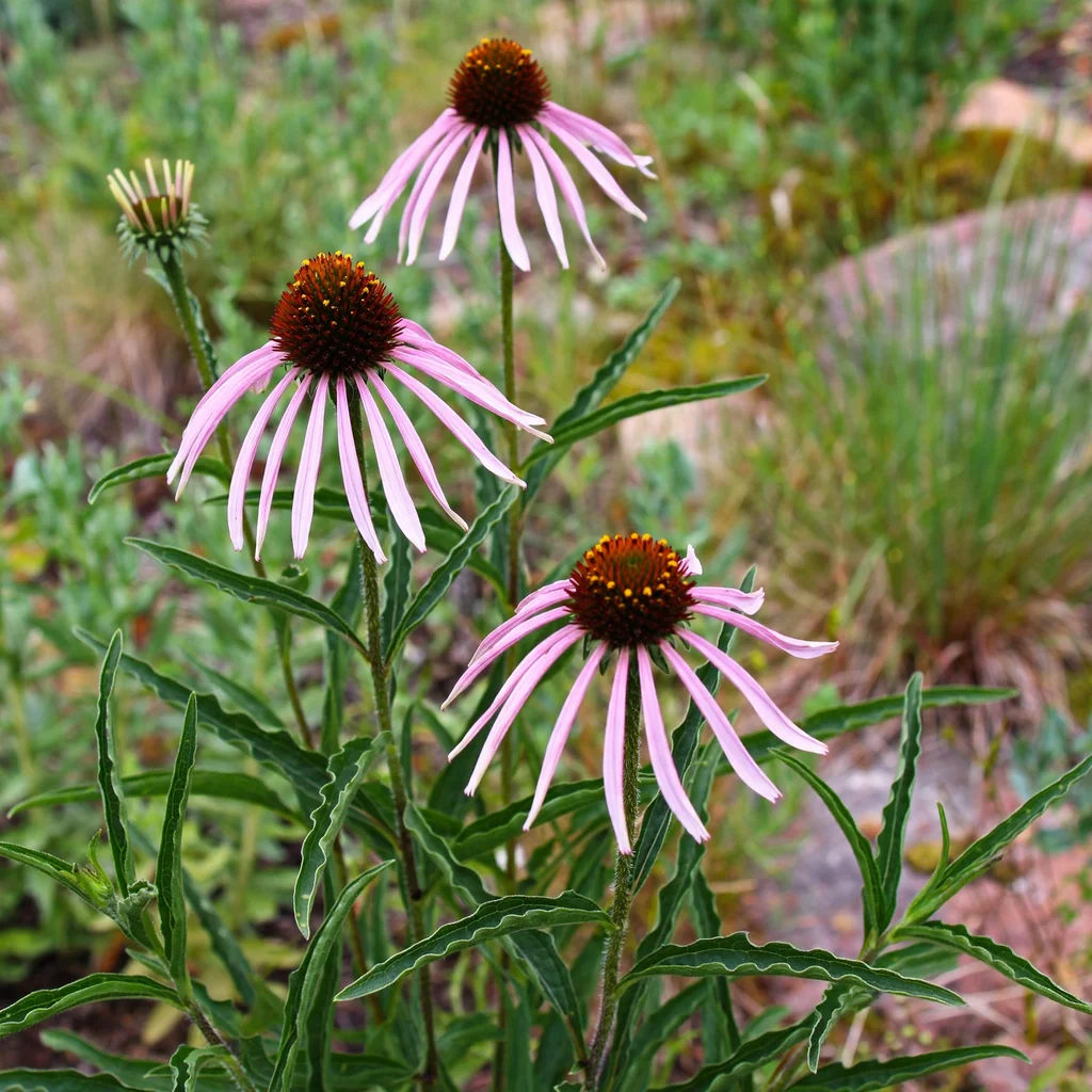 Wavyleaf Purple Coneflower