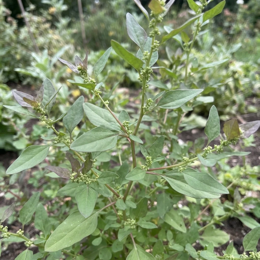 Manyseed Goosefoot