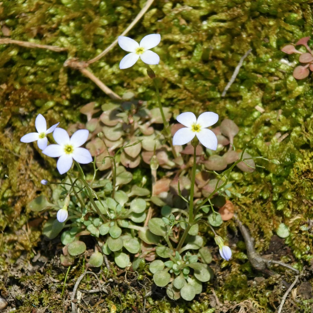 Azure Bluet