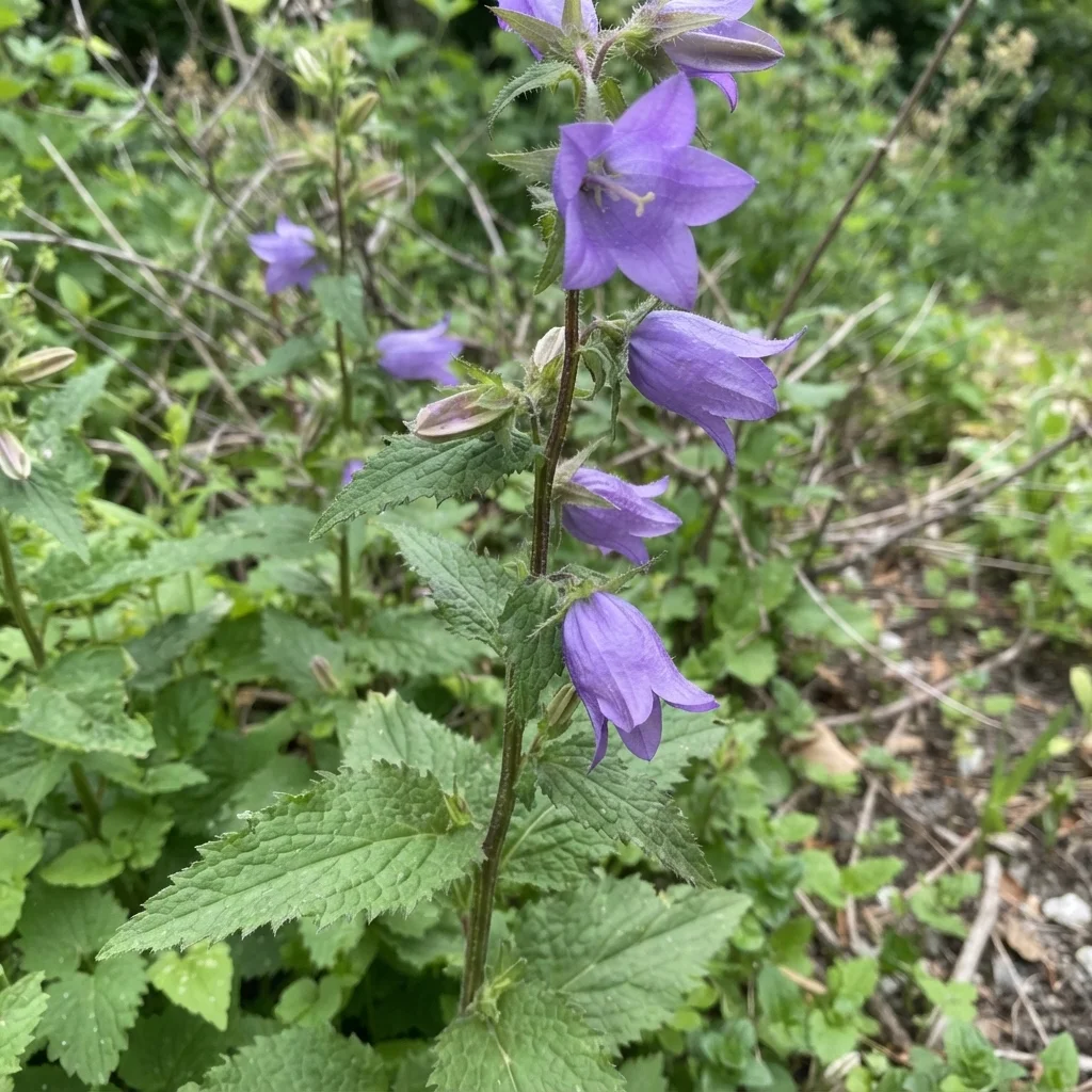 Nettle-Leaved Bellflower