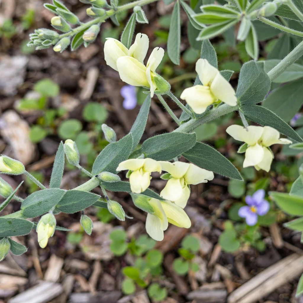 Cream Wild Indigo