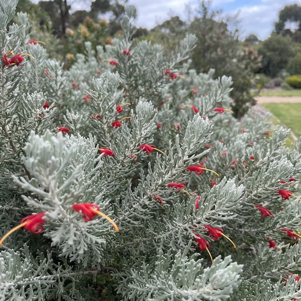 Woolly Bush, Coastal Woollybush