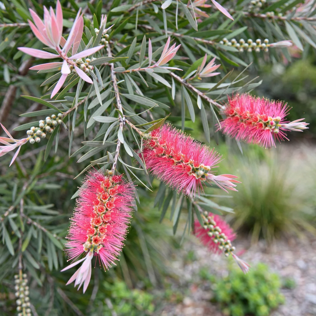 Perth Pink Bottlebrush