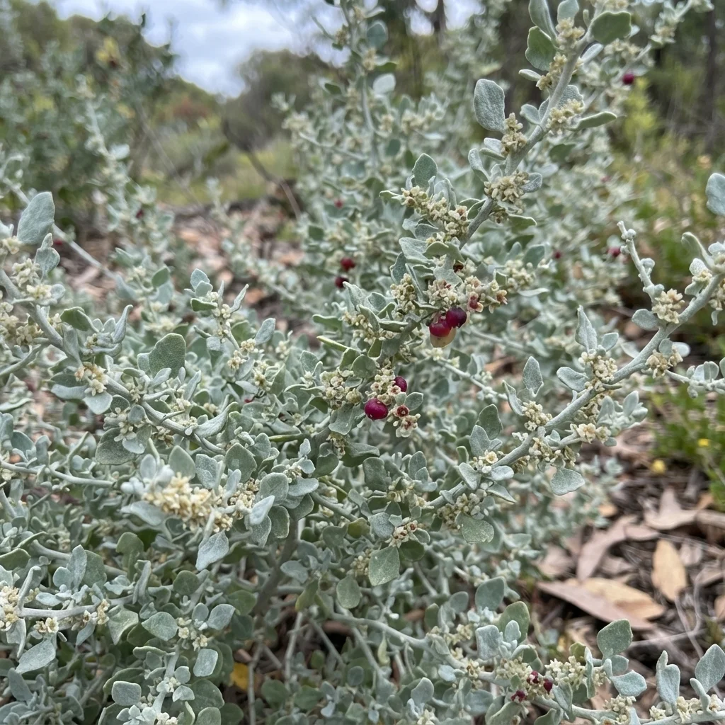 Spiny Saltbush, Thorny Saltbush, Hedge Saltbush, Berry Saltbush, Creeping Saltbush