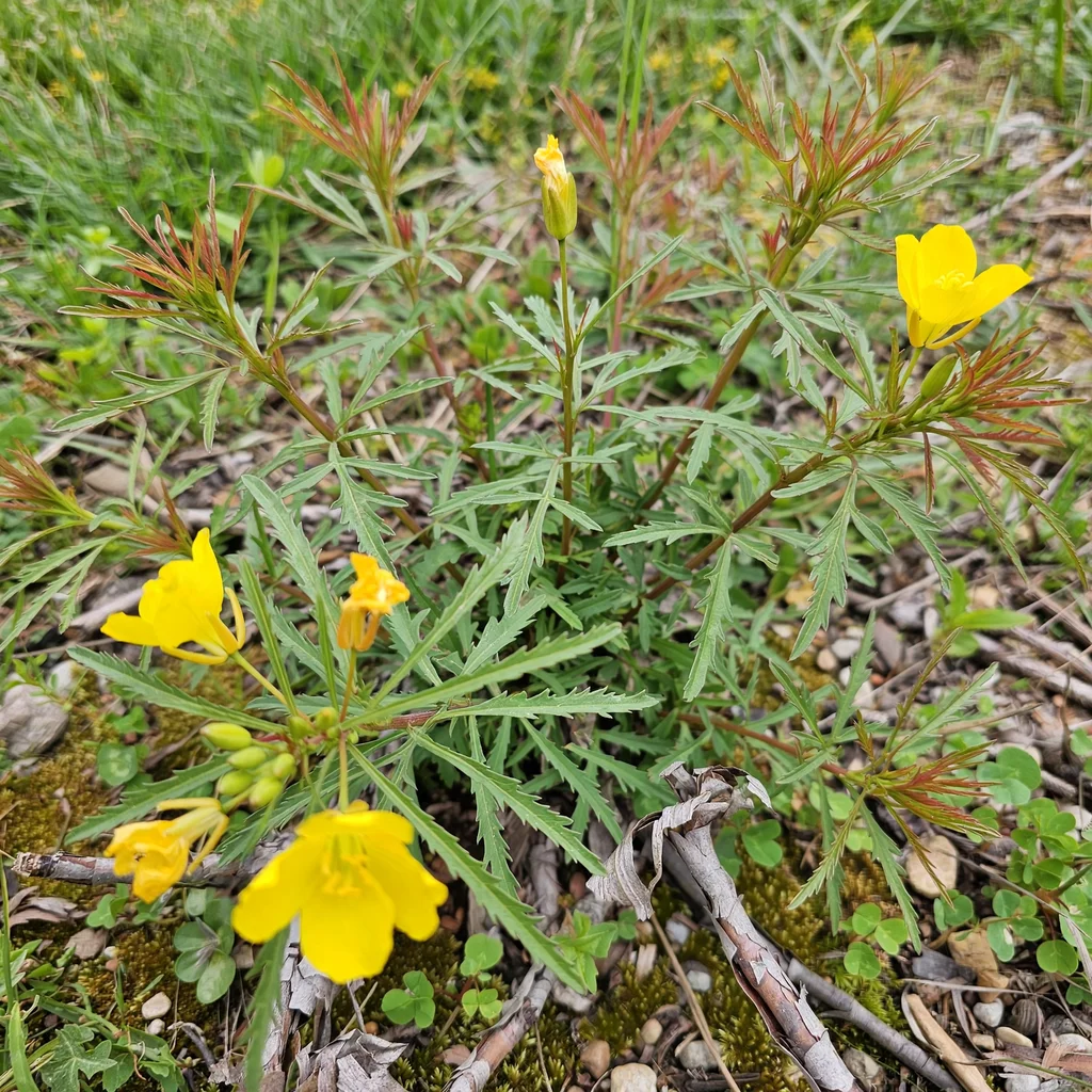 Berlandier's Sundrops