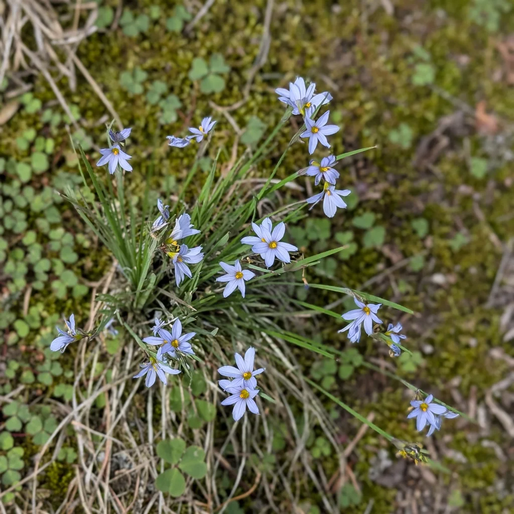 Prairie Blue-Eyed Grass