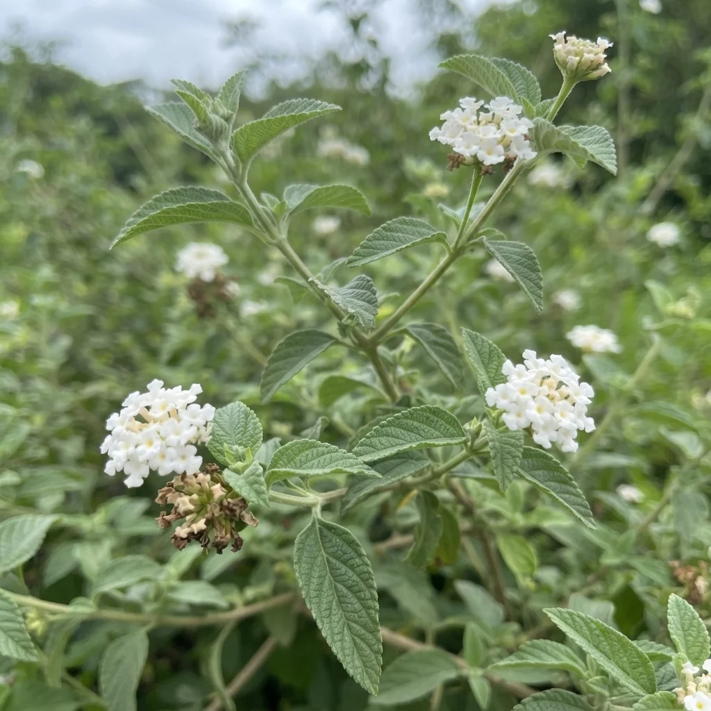 Hammock Shrubverbena