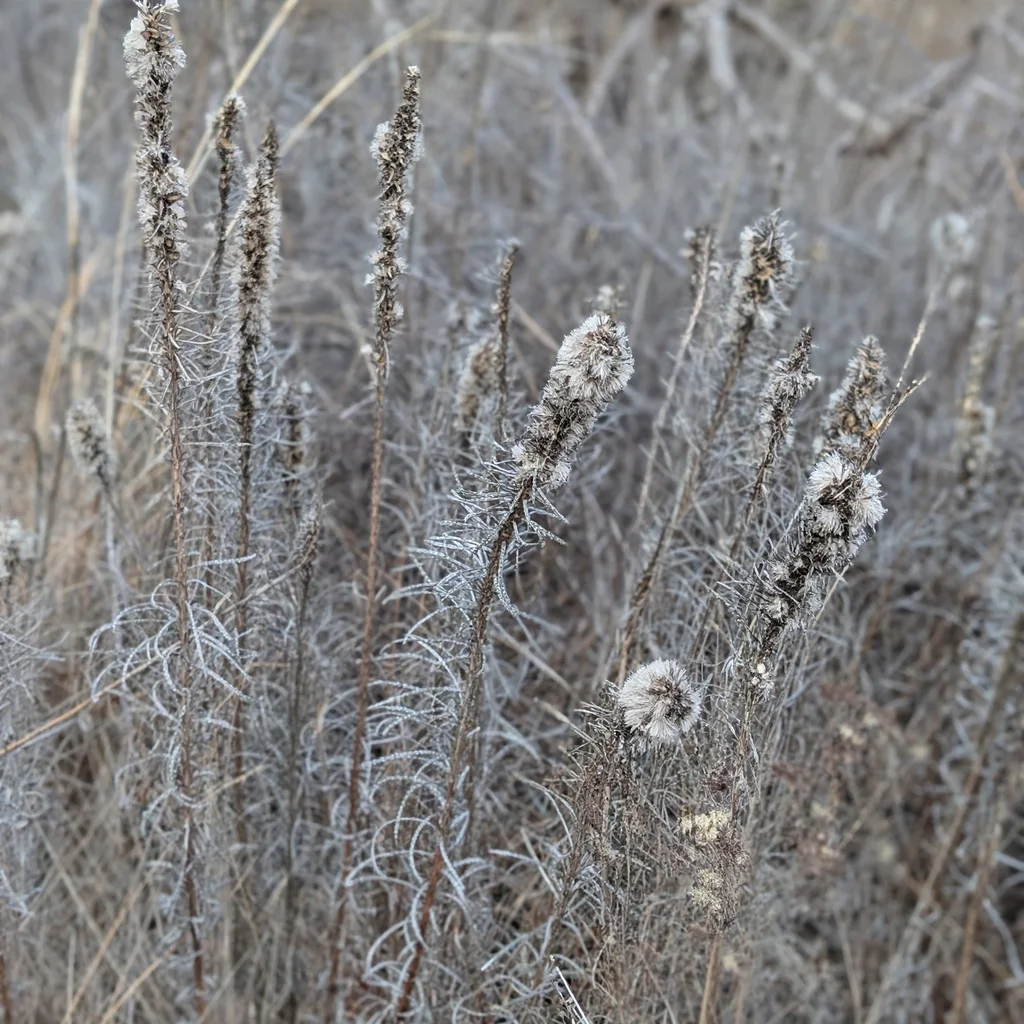 Dotted Blazing Star