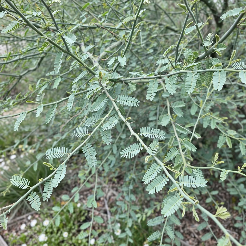 Blue Paloverde