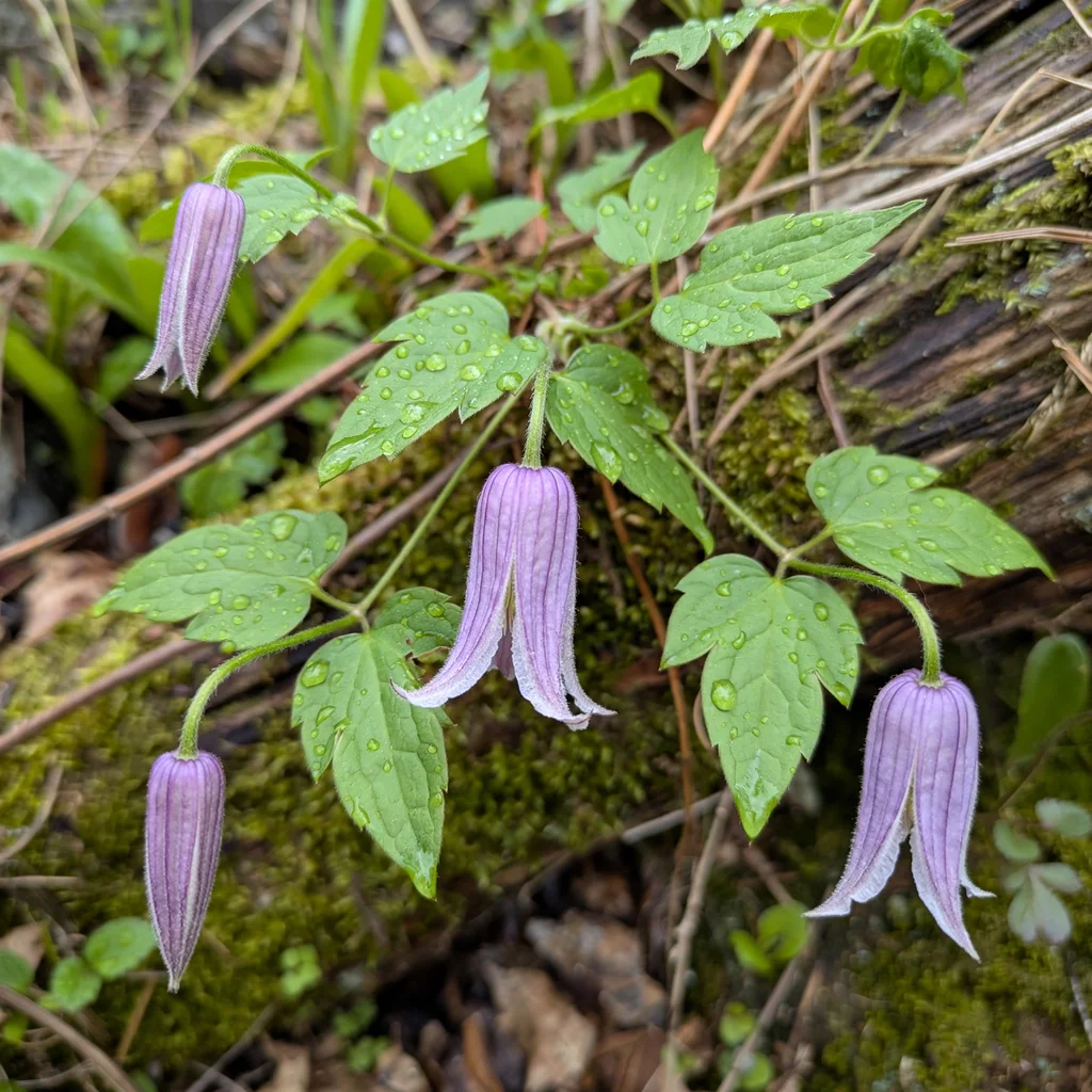 Purple Clematis
