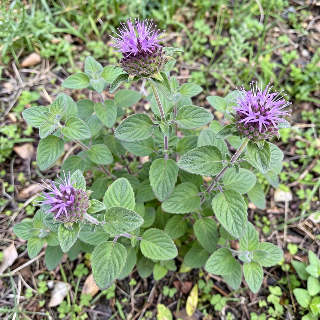 Mountain Coyote Mint
