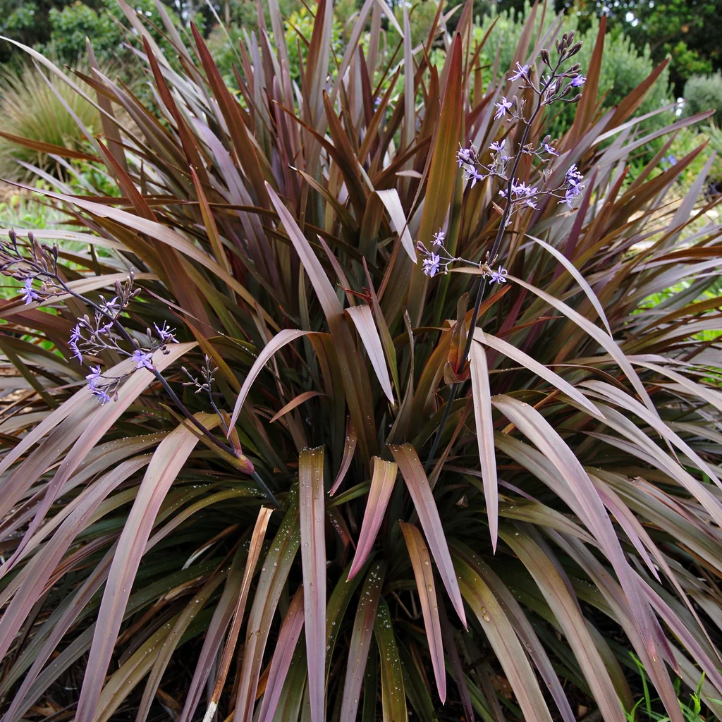 Flax Lily