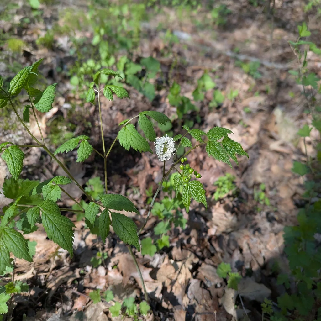 Red Baneberry