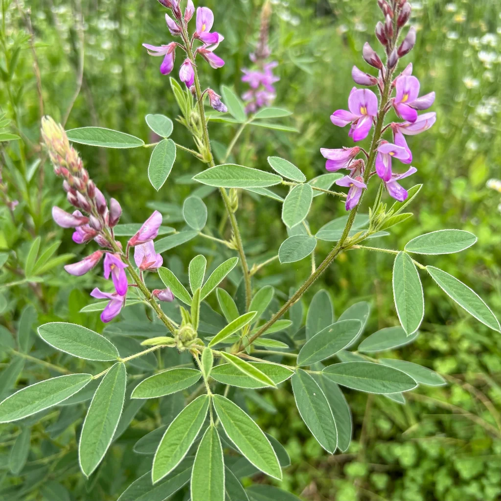 Showy Tick-Trefoil