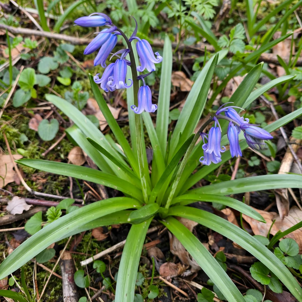 English Bluebell