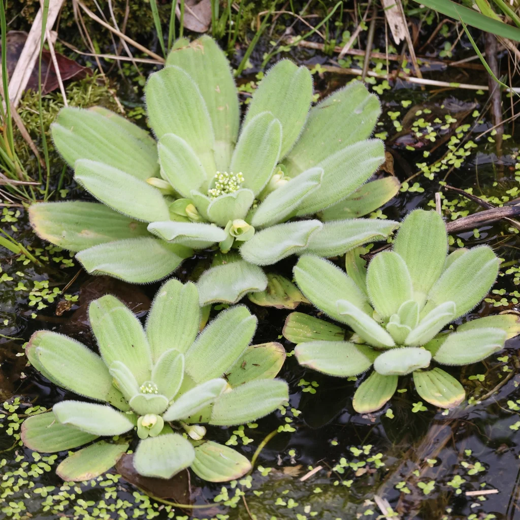 Water Lettuce