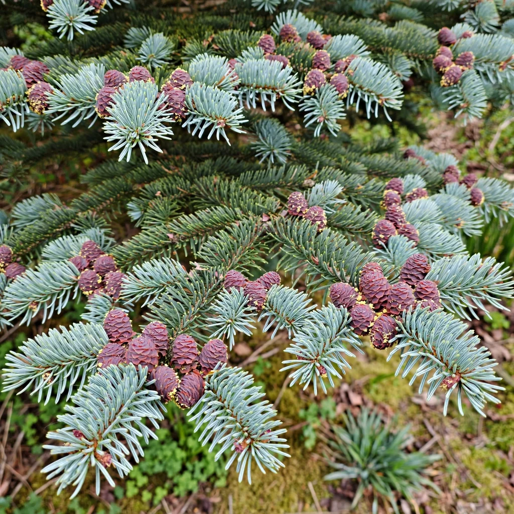 Noble Fir