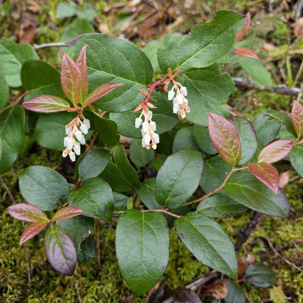 Salal