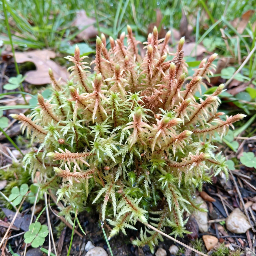 Prairie Sphagnum