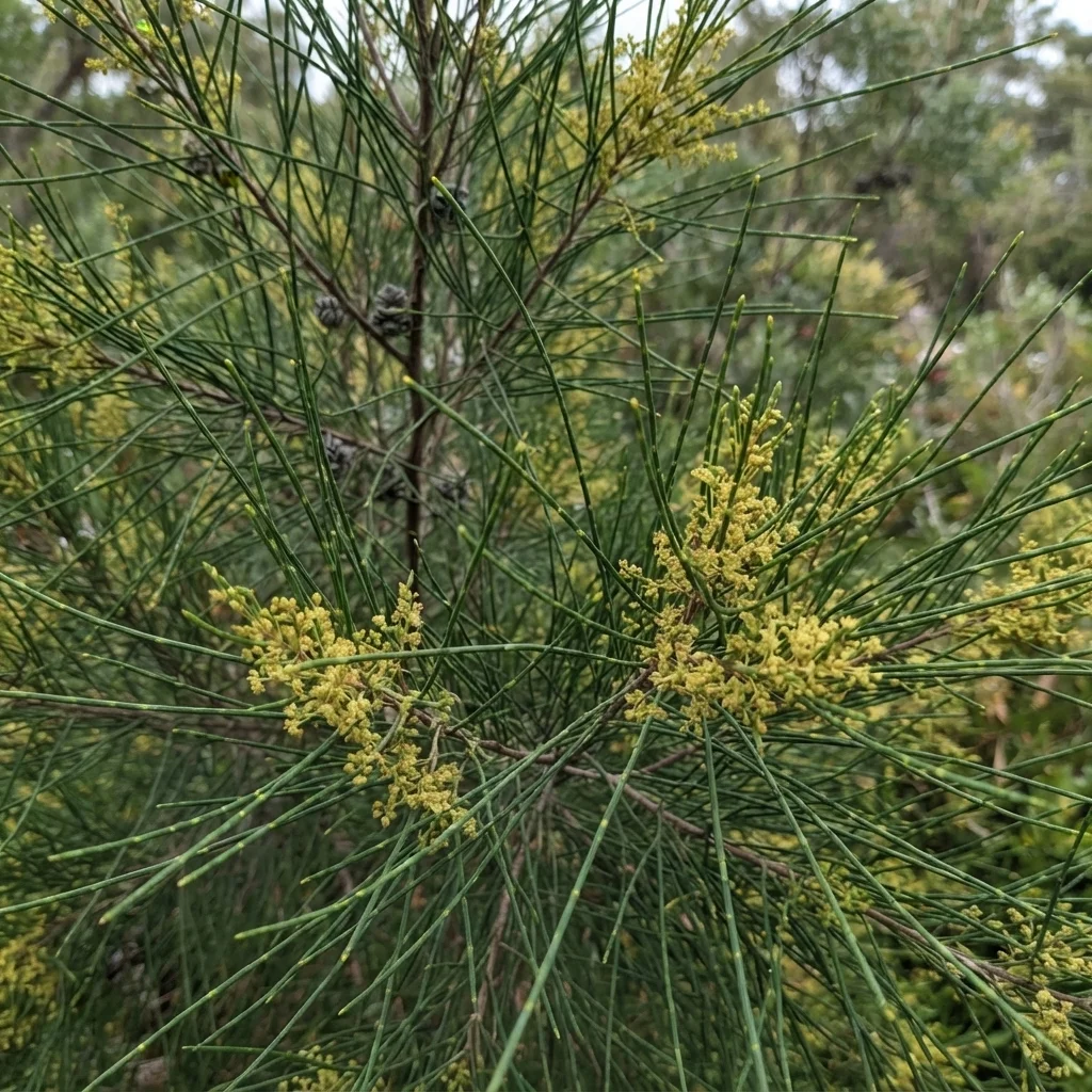 River Oak, River Sheoak, Creek Oak, Australian Beefwood