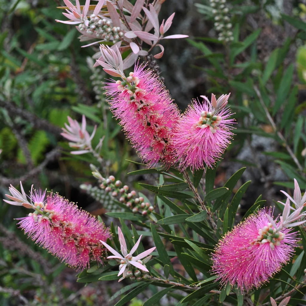 Bottlebrush 'Mauve Mist'