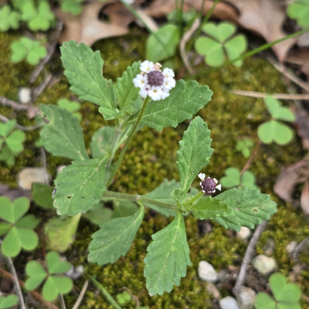 Lanceleaf Fogfruit