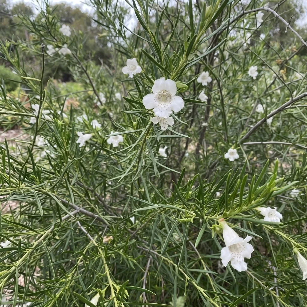 Twiggy Emu-bush, Flowering Lignum, Lignum Fuchsia, Desert Lignum