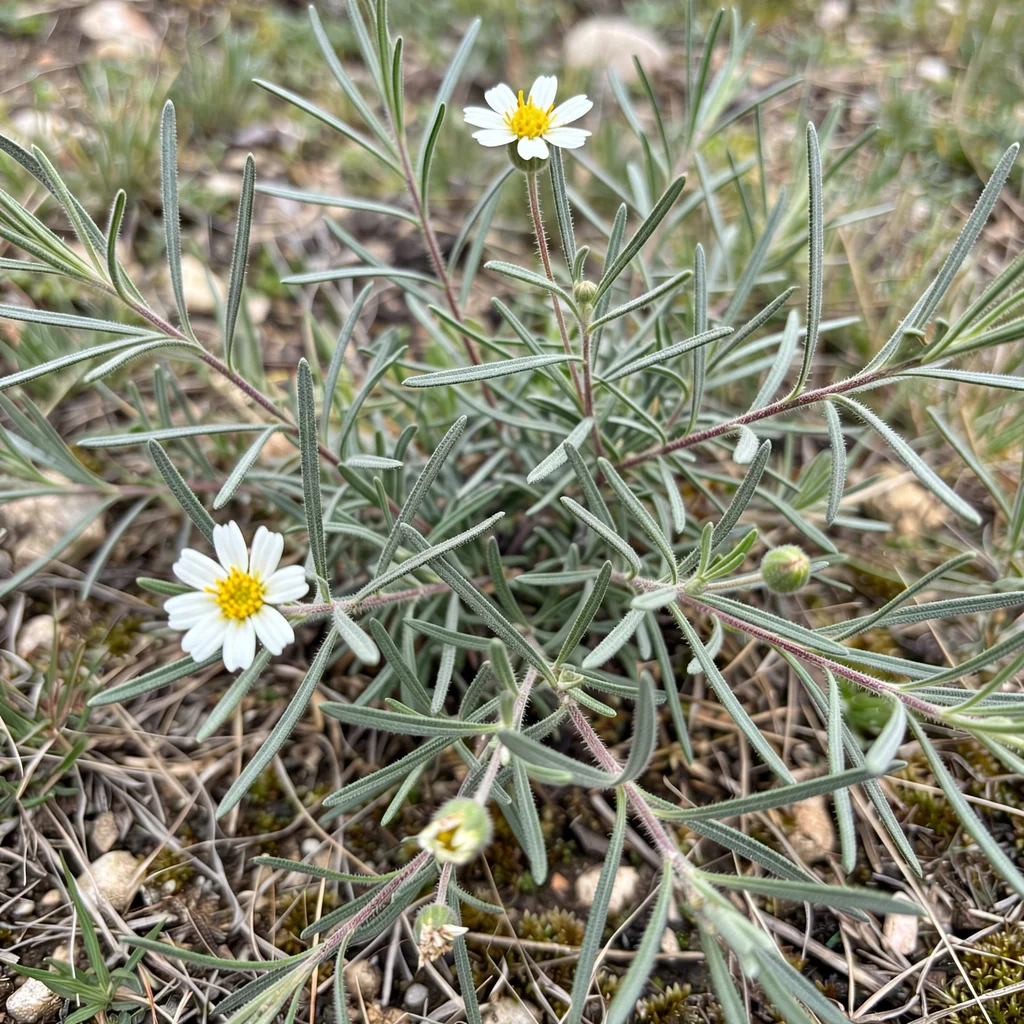 Blackfoot Daisy