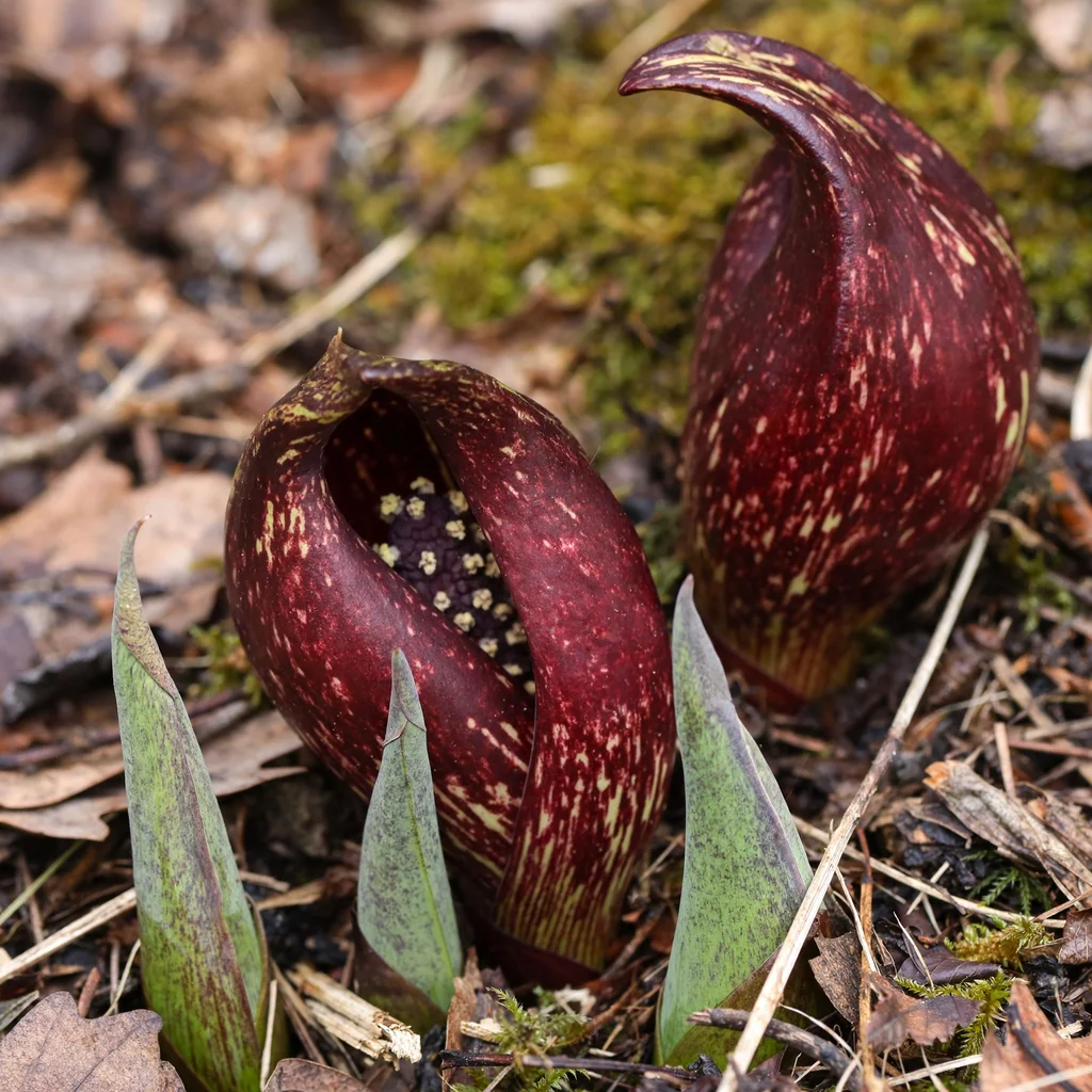 Eastern Skunk Cabbage