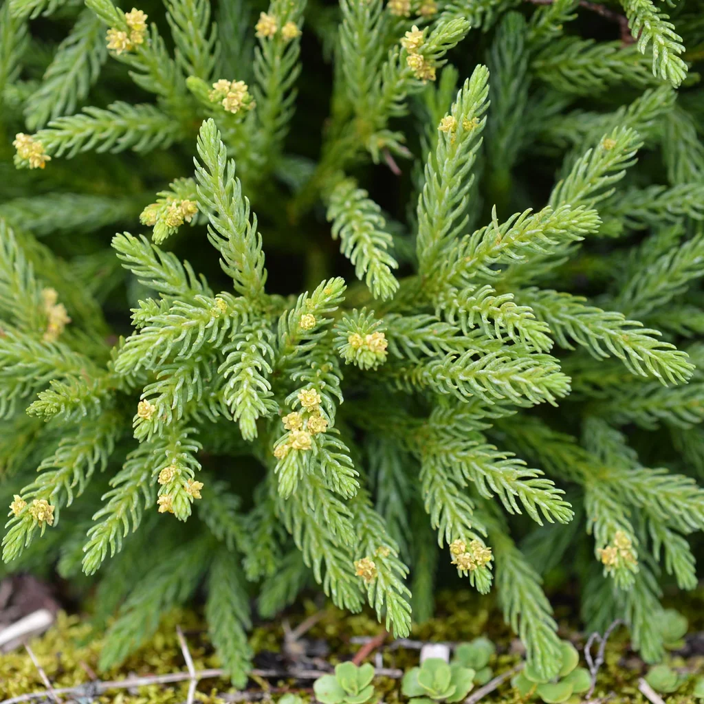 Dwarf Japanese Cedar