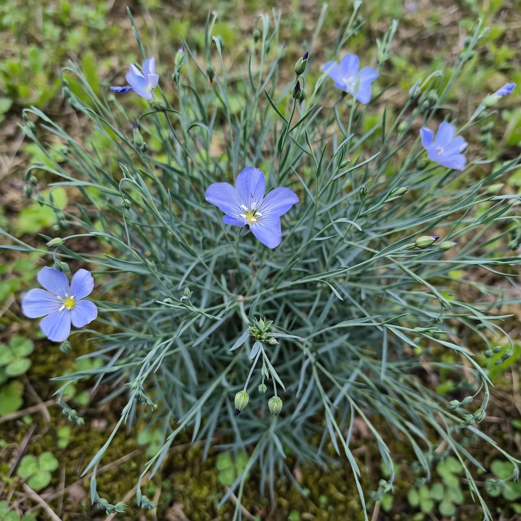 Perennial Flax