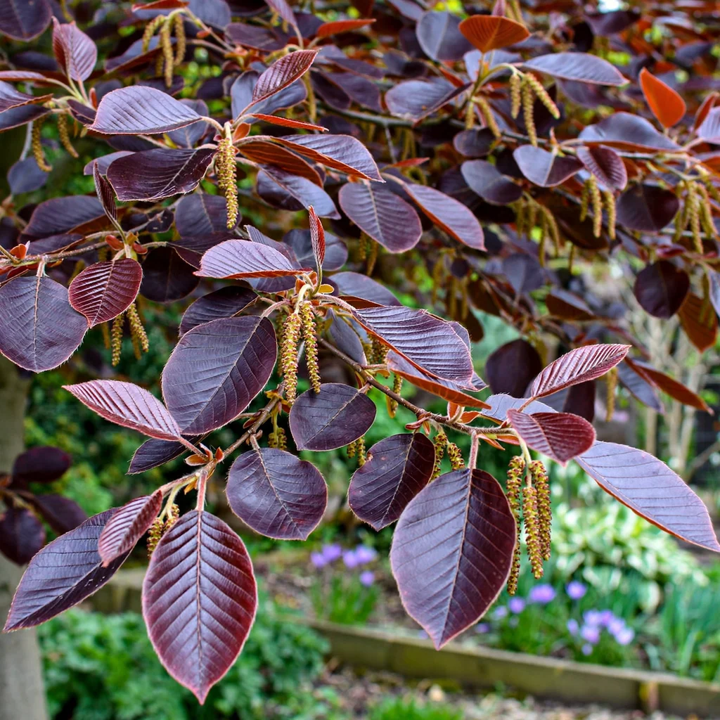 Copper Beech