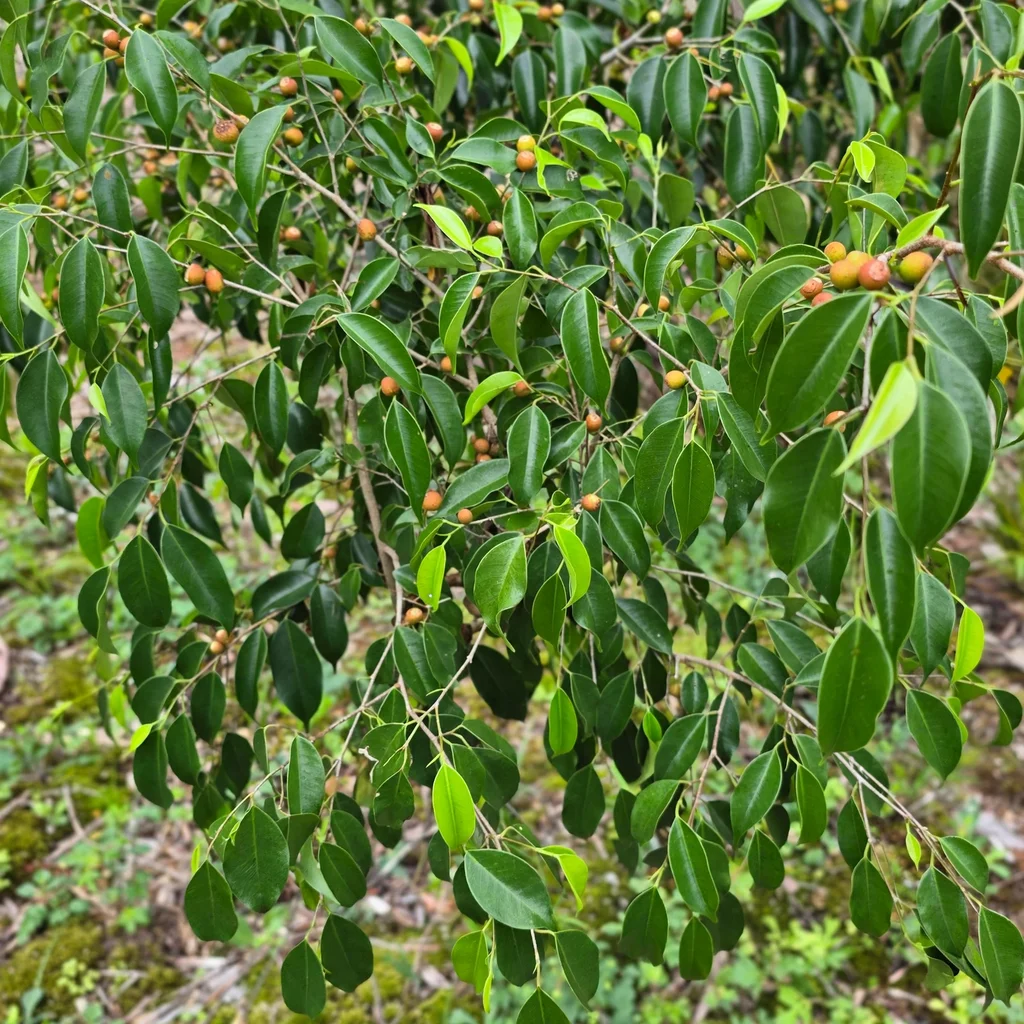 Weeping Fig