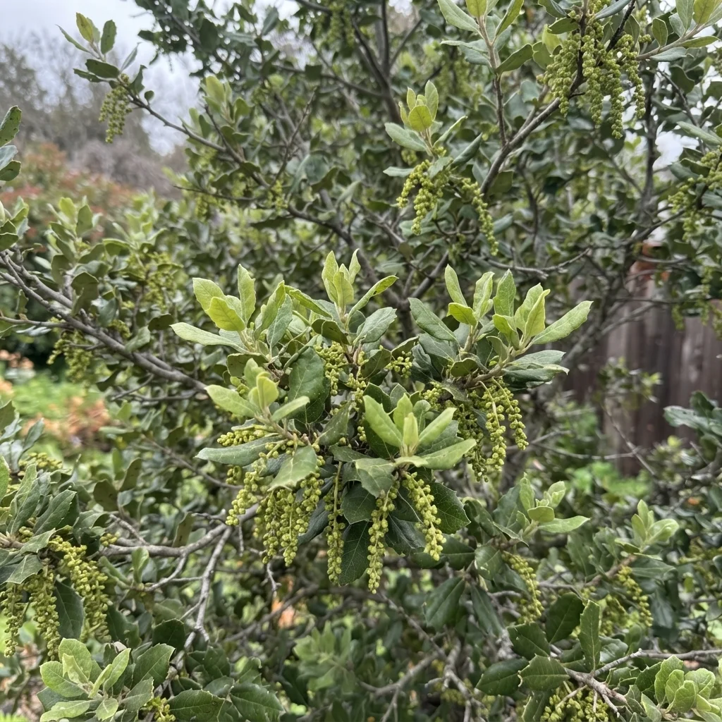 Coast Live Oak