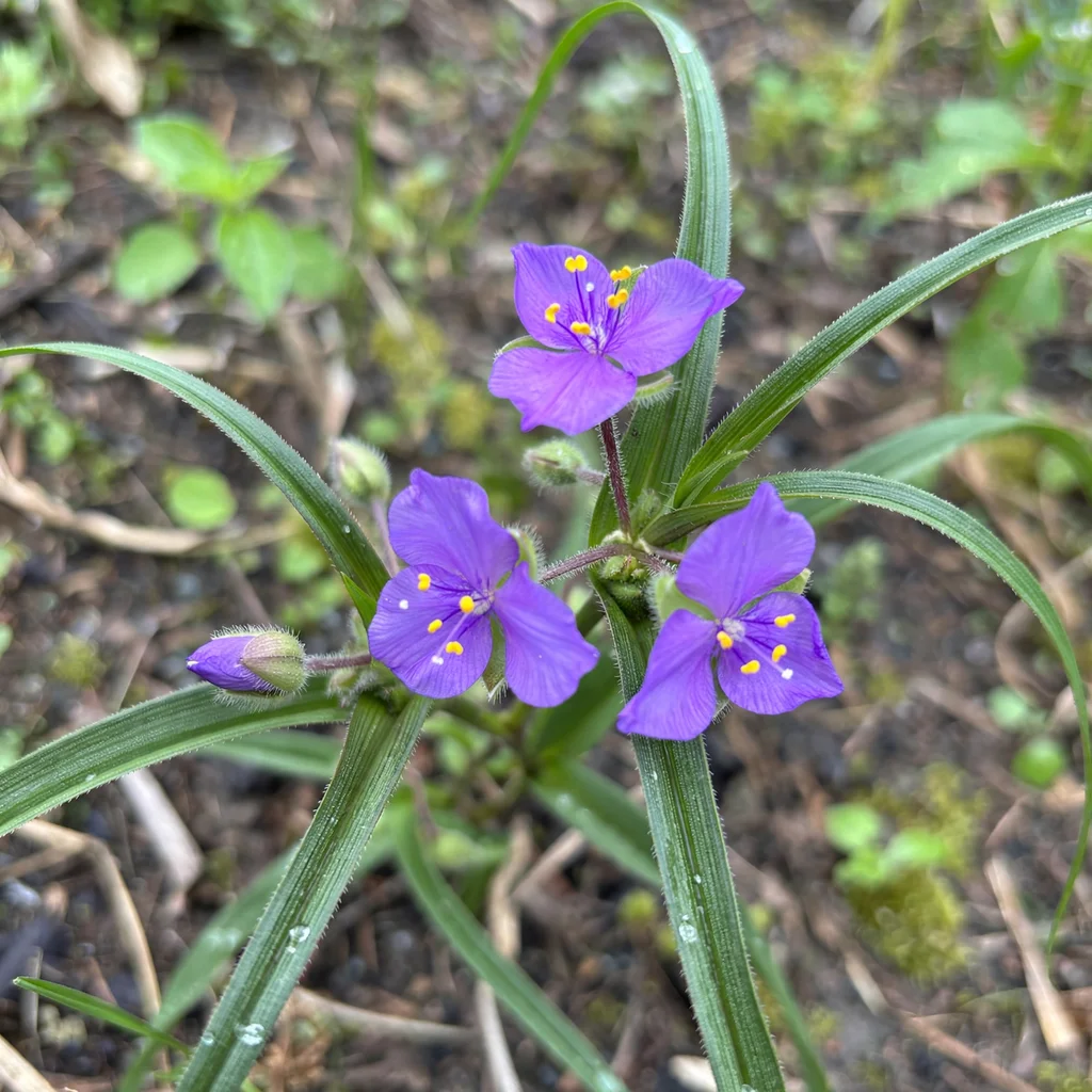 Prairie Spiderwort