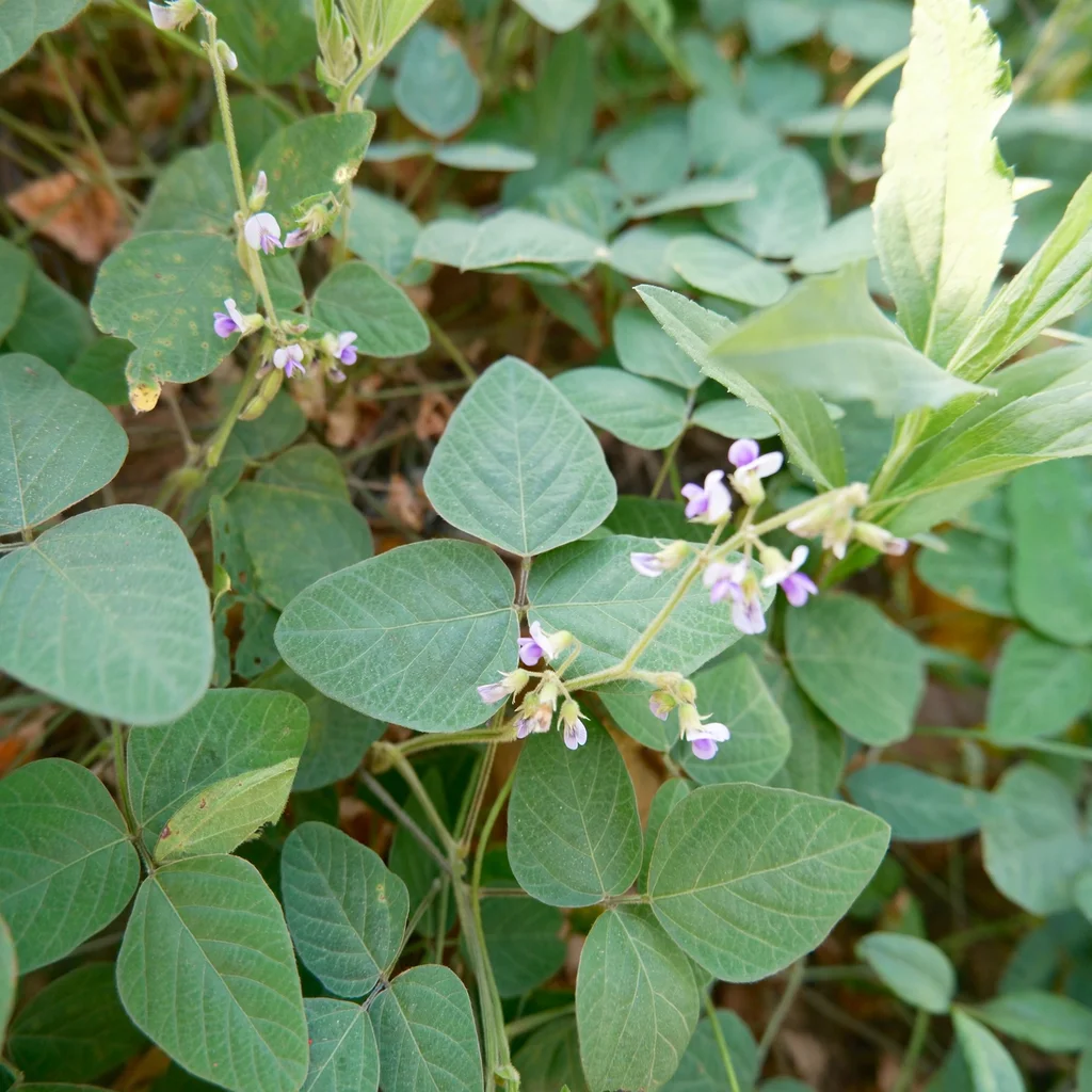 Soybean