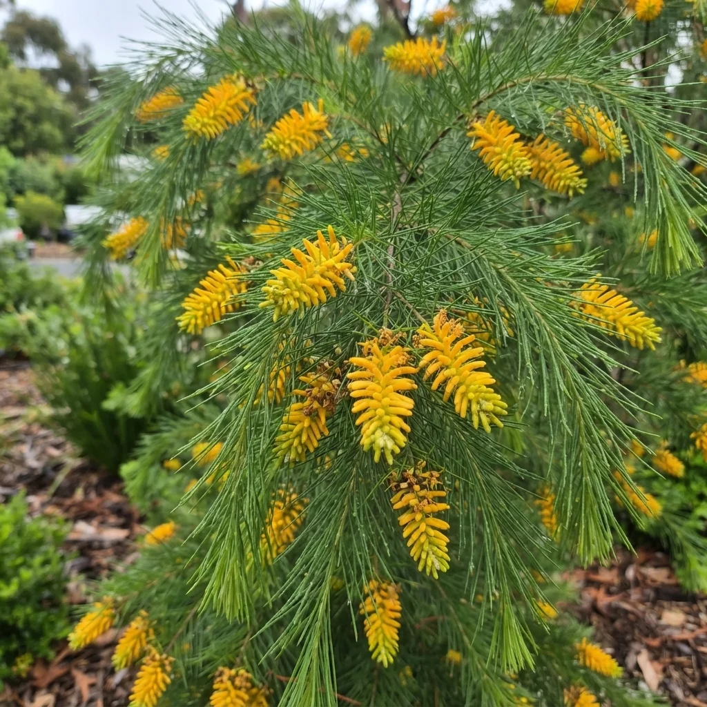 Pine-leaved Geebung, Pine-leaf Geebung, Mambara (Cadigal)