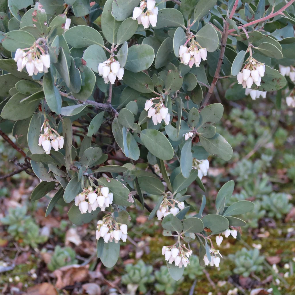 Common Manzanita