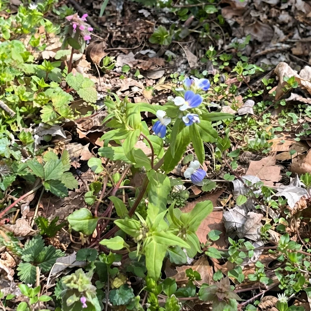 Blue-eyed Mary