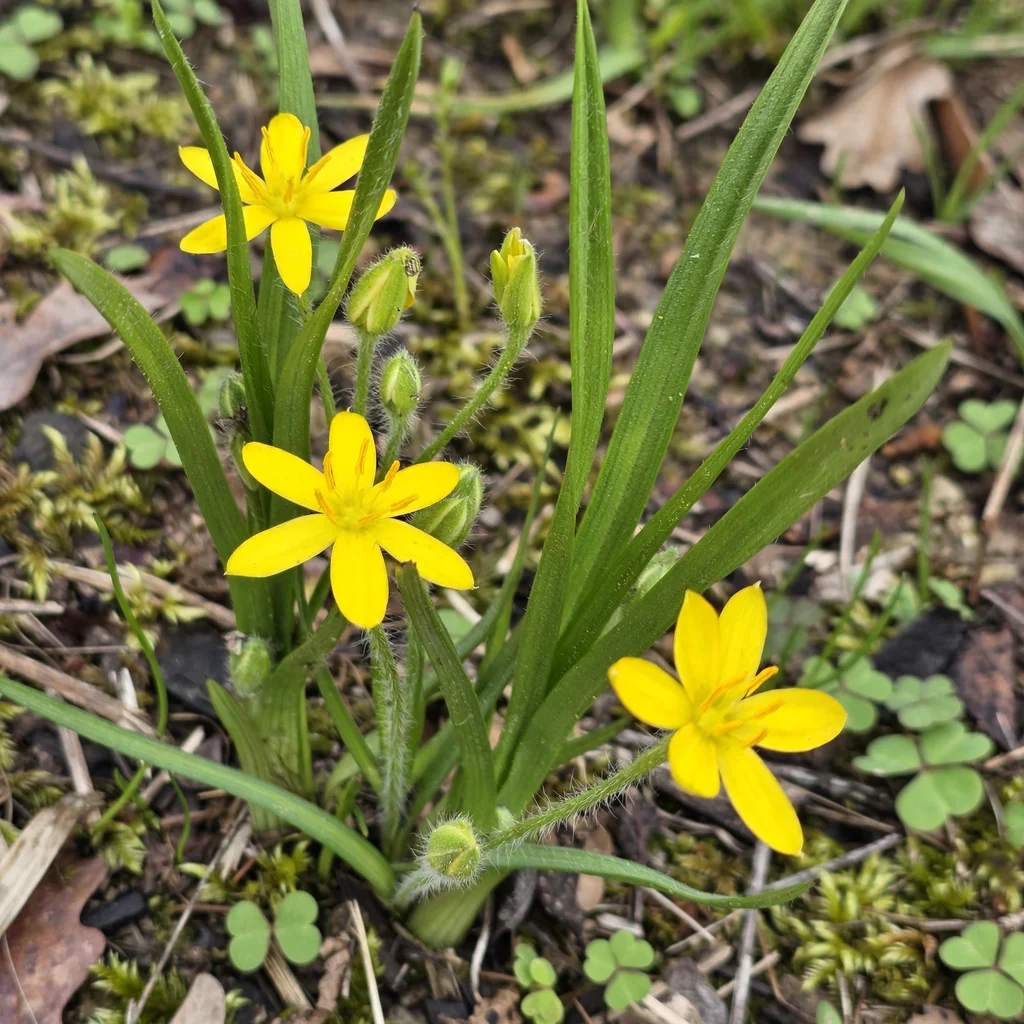 Yellow Star-Grass