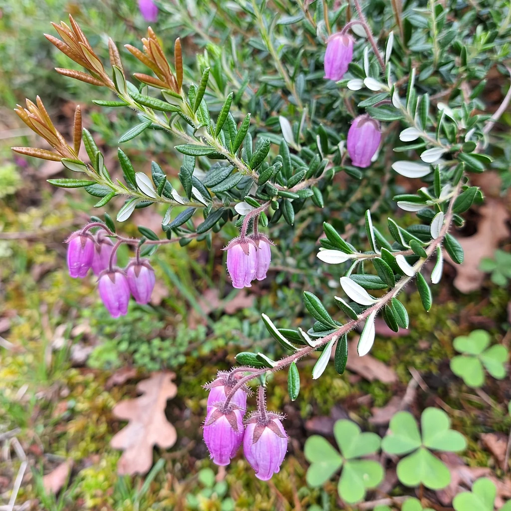 St. Dabeoc's Heath
