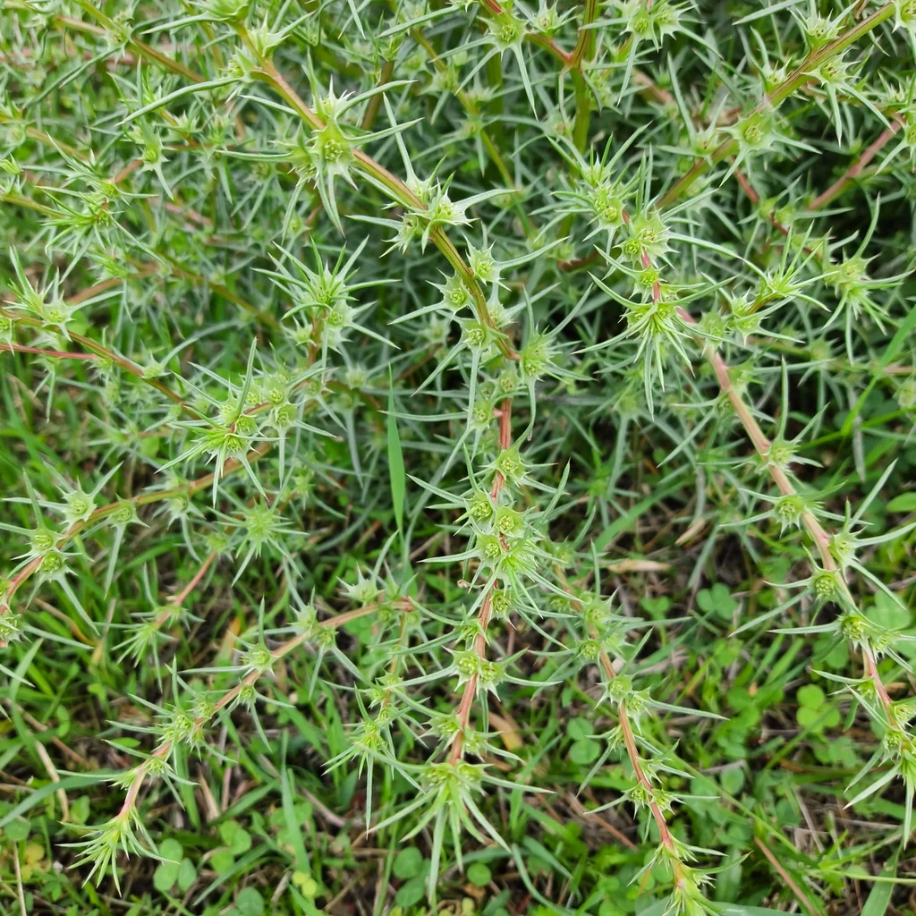 Russian Thistle