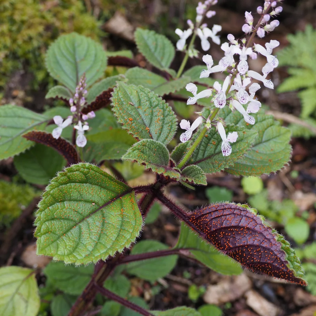 Eyelash Spur Flower